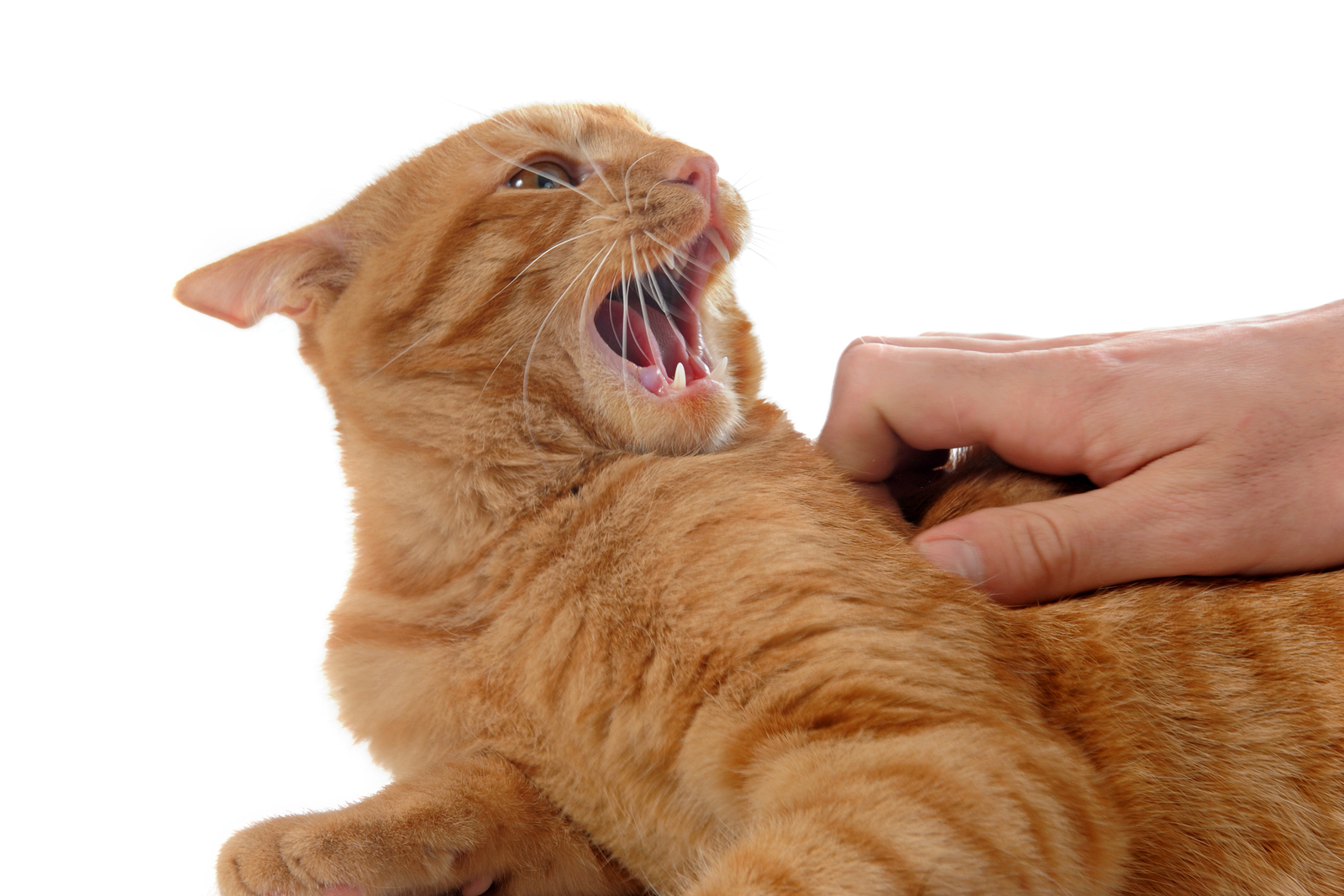Cat aggression during petting? Paws In Training