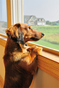 separation anxiety in dogs