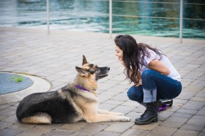 Dog training behavioral certifications