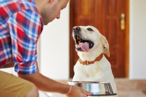 Paws In Training Choosing a Quality Dog Food