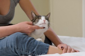 Paws-In-Training-Cat-Training-Services_supplemental-image