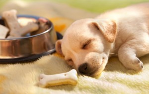 pup sleeping foodbowl