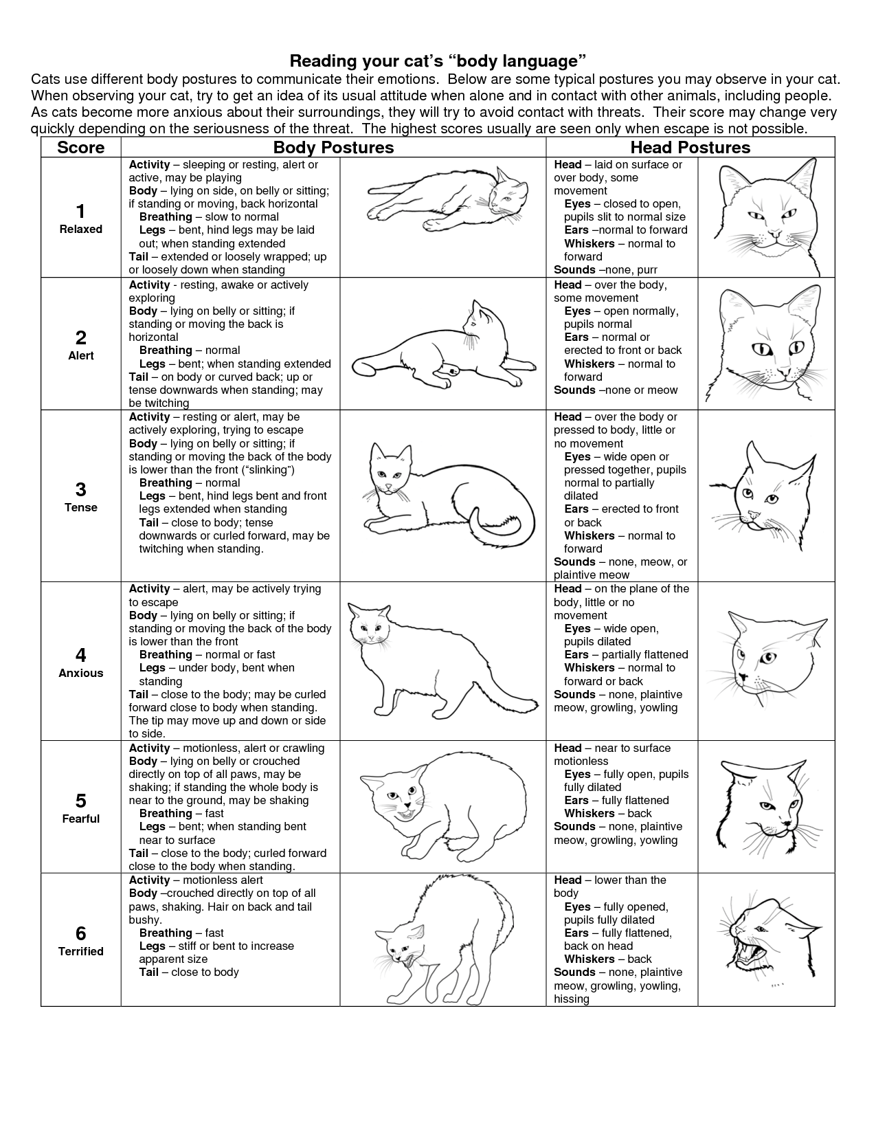 Reading your cats body language