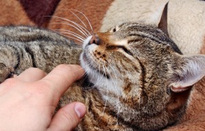 Change your cat's perception of touch